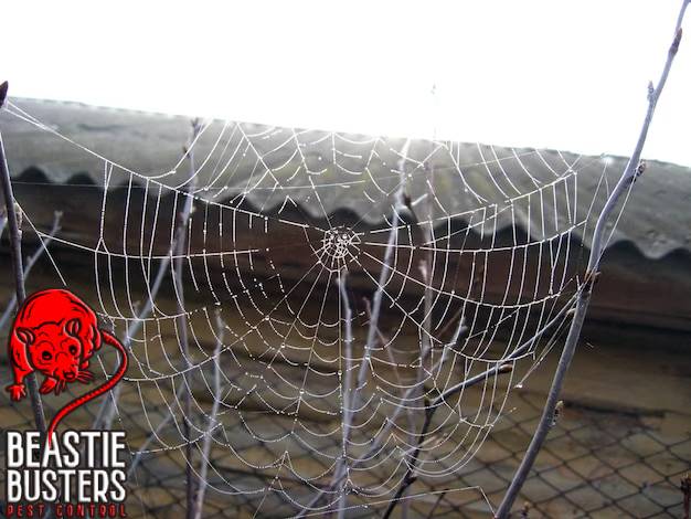 Spider Proofing Spider web that needs to be sprayed
