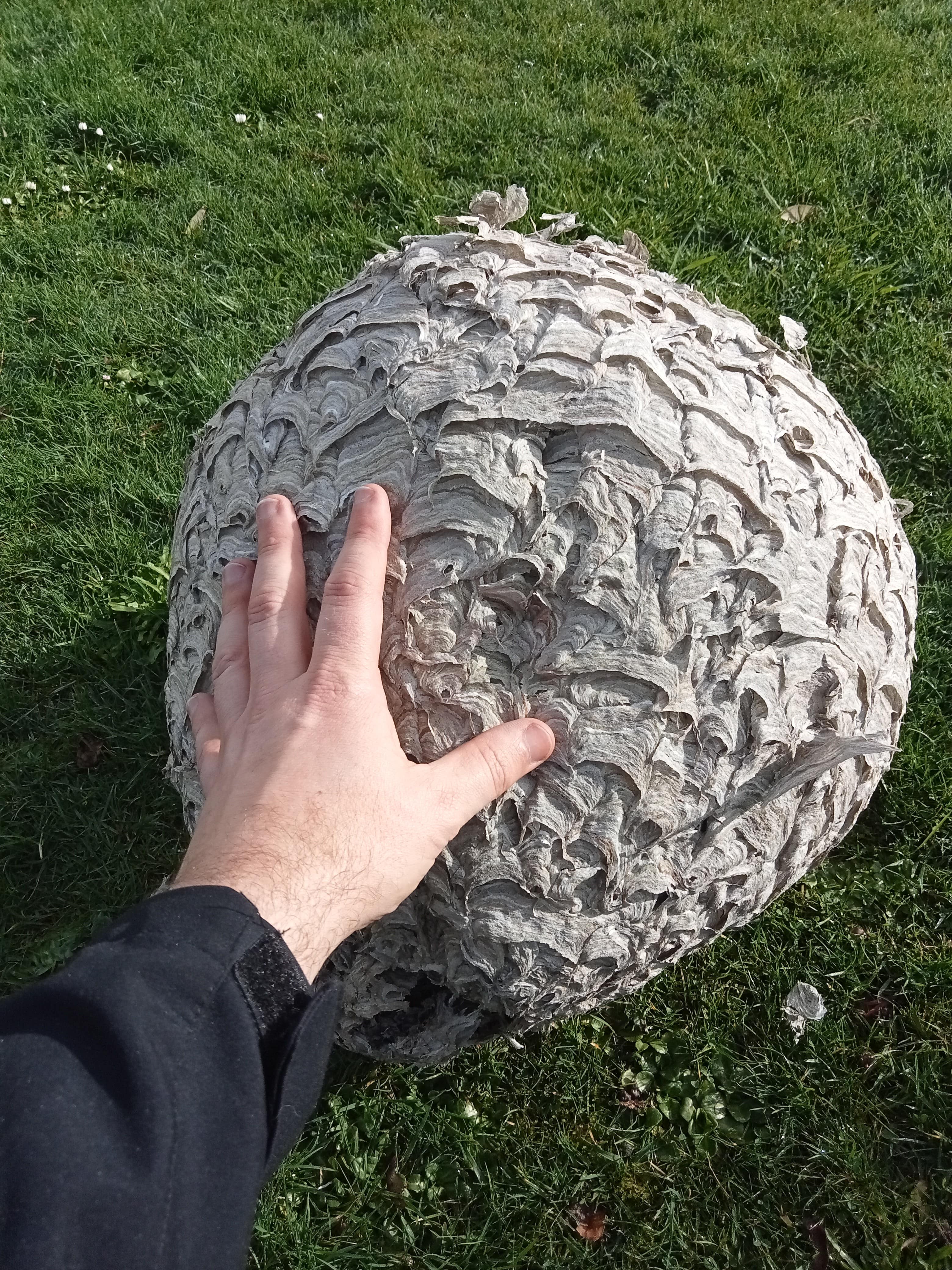 wasp nest invercargill southland