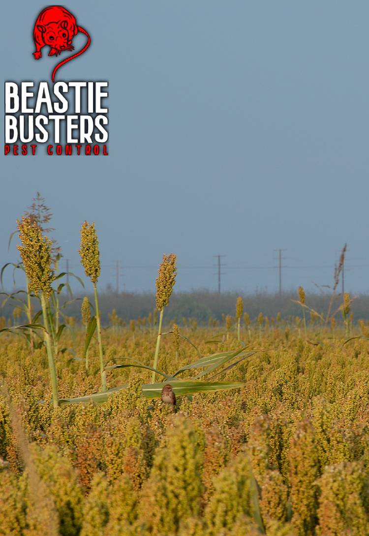 bird insite the cornfield