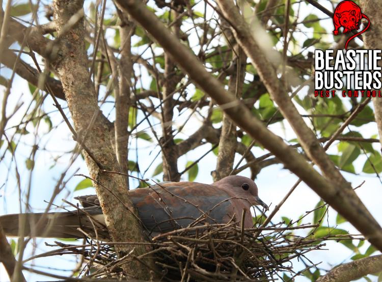 bird-sitting-on-nest-between-branches