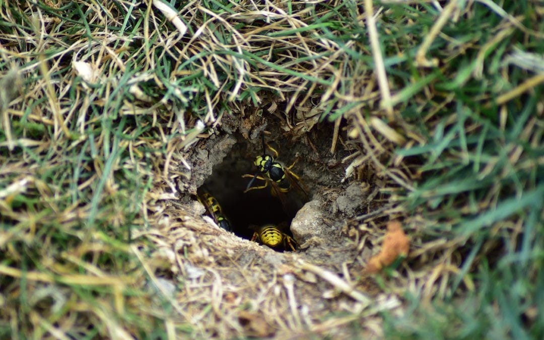 wasp nest invercargill southland