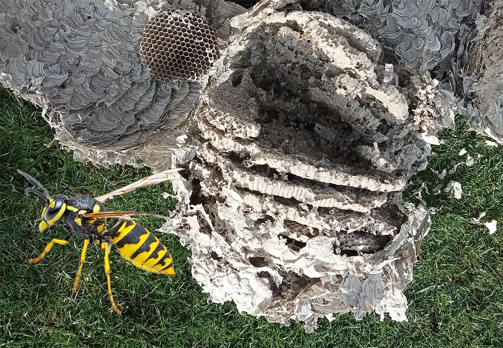 wasp nest removal invercargill