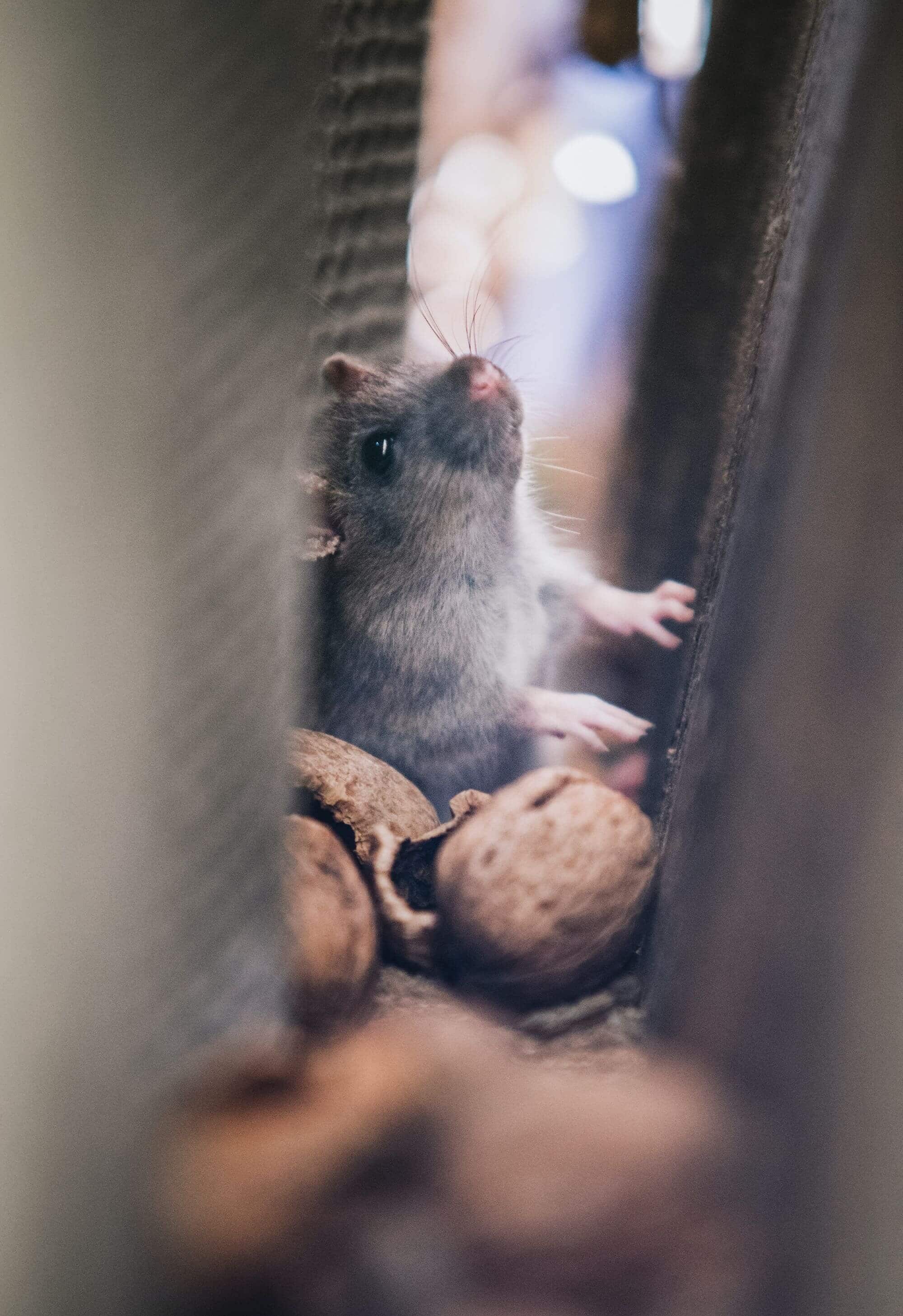 rodent control