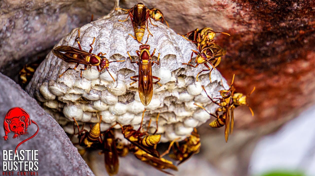 Insect Control Solutions