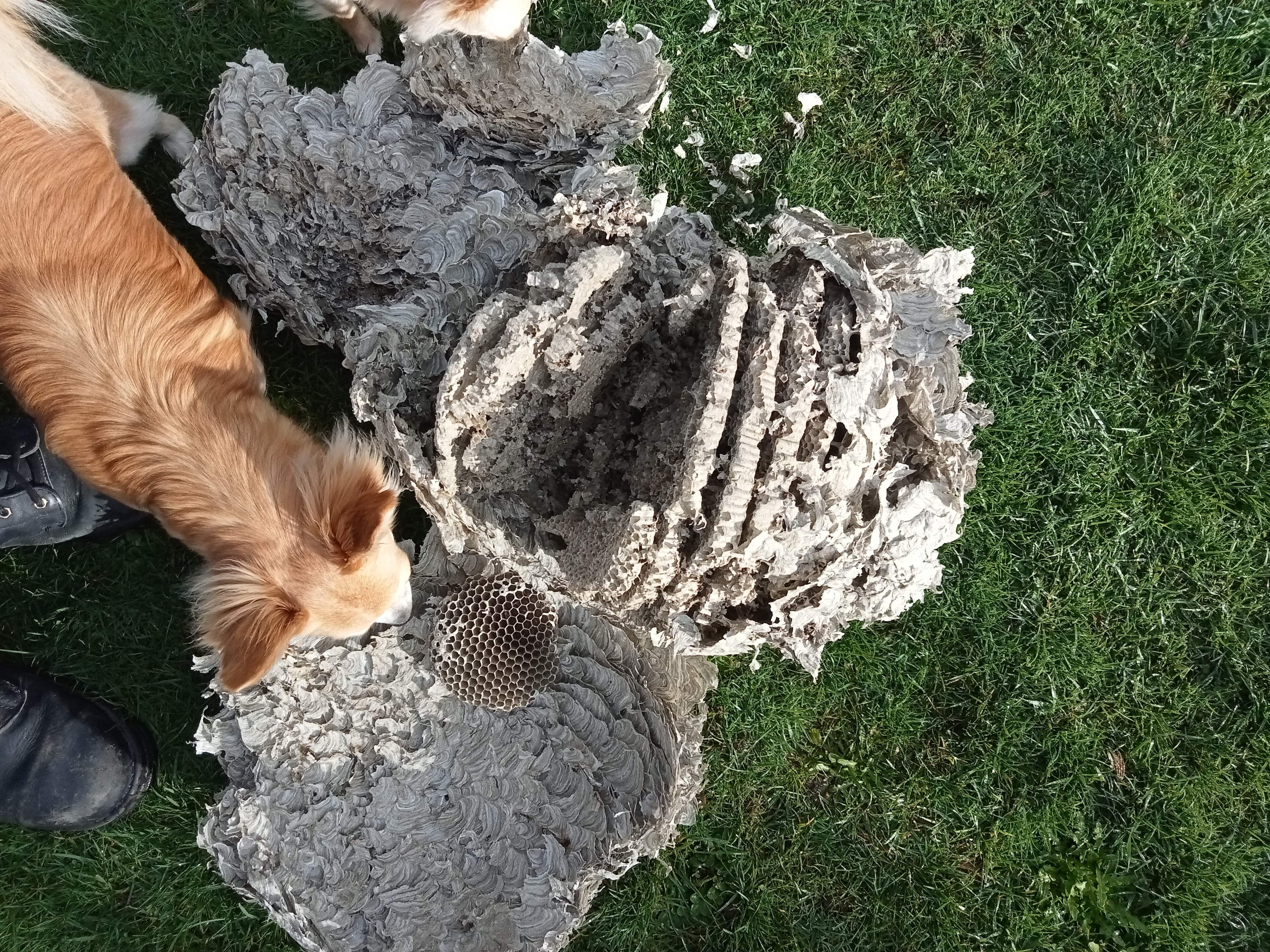 wasp nest invercargill southland