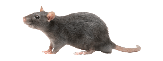 Rodent Control
